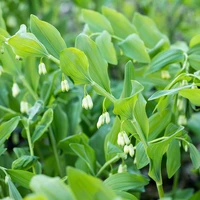 Polygonatum