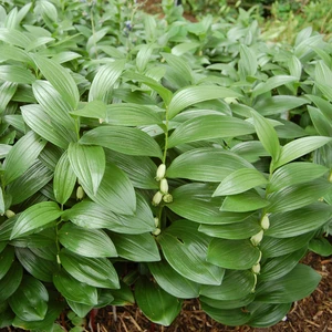 Picture Credit - Walter's Gardens Inc.