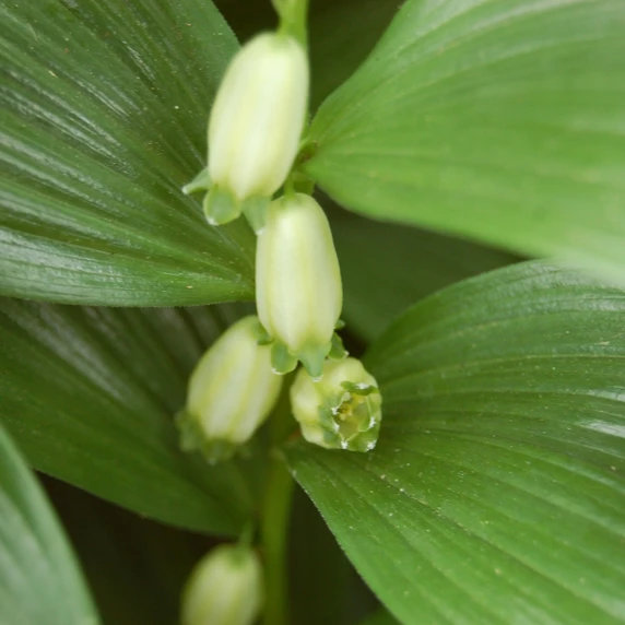 Polygonatum humile - image 2