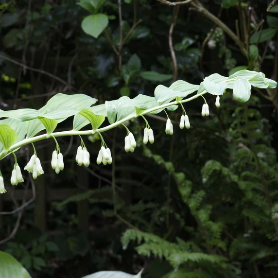 Polygonatum multiflorum 2L - image 2