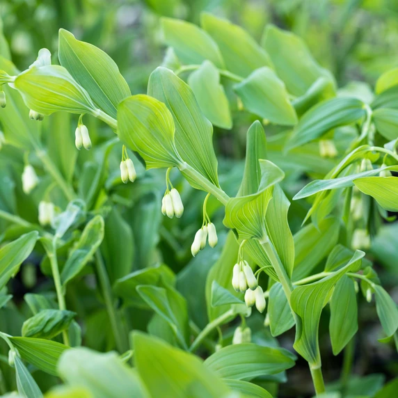 Polygonatum multiflorum 2L - image 1