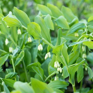 Polygonatum multiflorum 2L - image 1