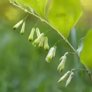 Polygonatum multiflorum 3L