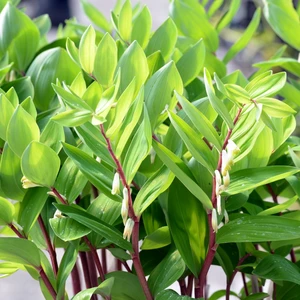 Picture Credit - Walter's Gardens Inc.