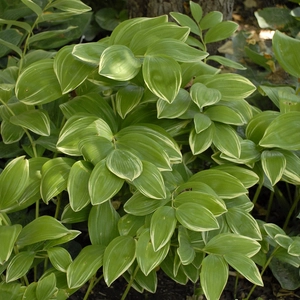 Picture Credit - Walter's Gardens Inc.