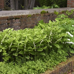 Picture Credit - Walter's Gardens Inc.