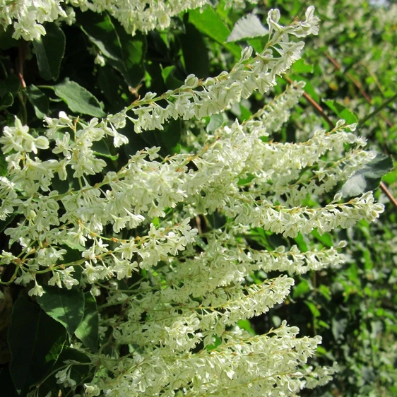 Polygonum baldschuanicum