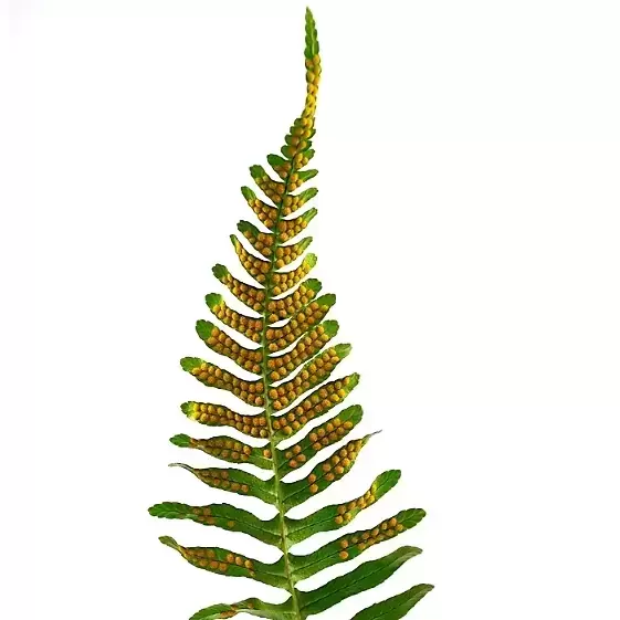 Polypodium vulgare 11cm - image 1