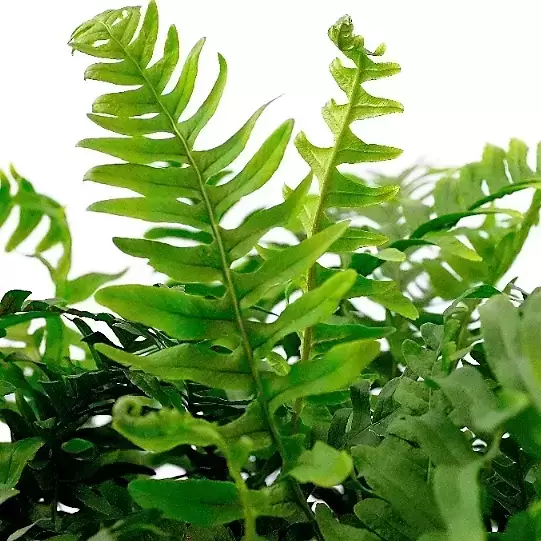 Polypodium vulgare 10.5cm - image 2