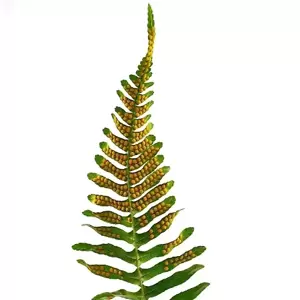 Polypodium vulgare 10.5cm - image 1