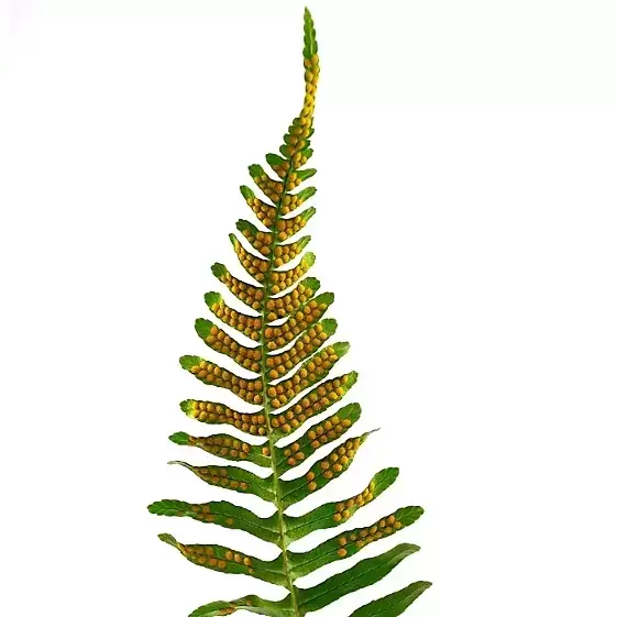 Polypodium vulgare 1L - image 1