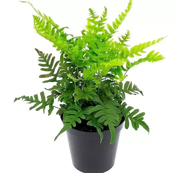 Polypodium vulgare 10.5cm - image 3