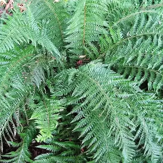 Polystichum aculeatum - image 2