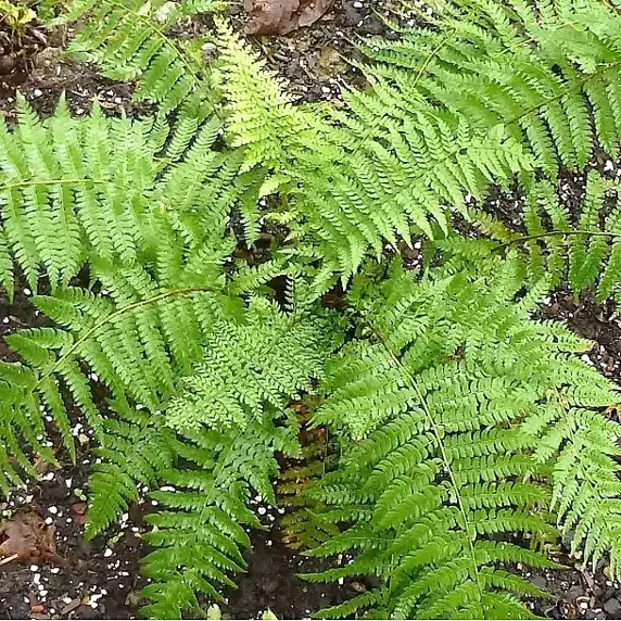 Polystichum braunii 1L - image 2