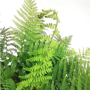 Polystichum braunii 1L - image 1