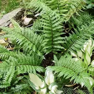 Polystichum makinoi - image 2