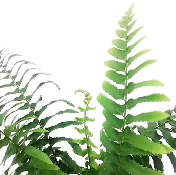 Polystichum munitum 3L