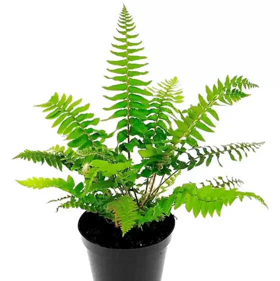 Polystichum munitum 2L - image 2