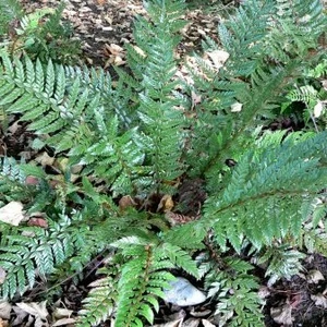 Polystichum neolobatum 11cm