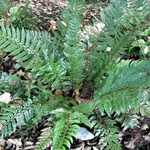 Polystichum neolobatum 1L