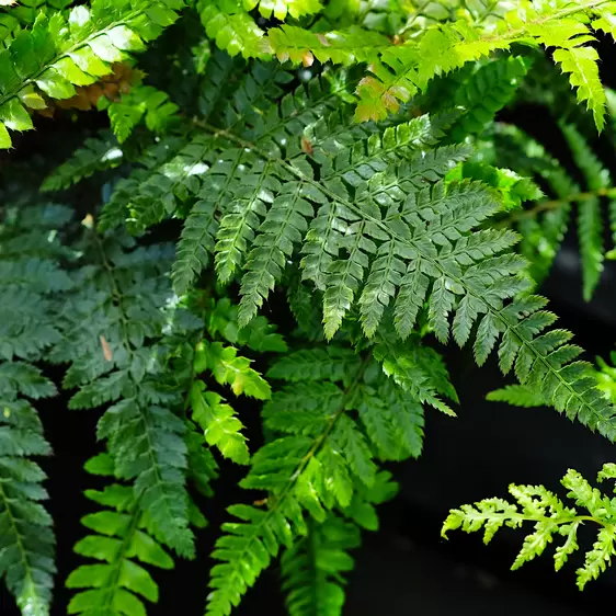 Polystichum polyblepharum 9cm - image 1