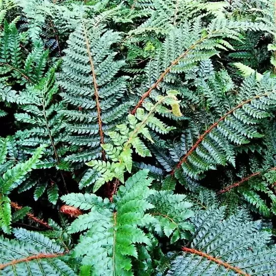 Polystichum polyblepharum 2L - image 2