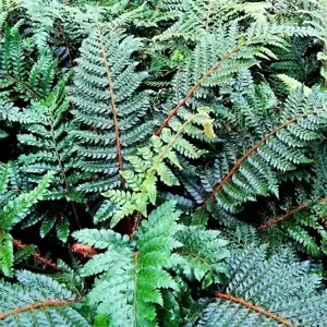 Polystichum polyblepharum 9cm - image 2