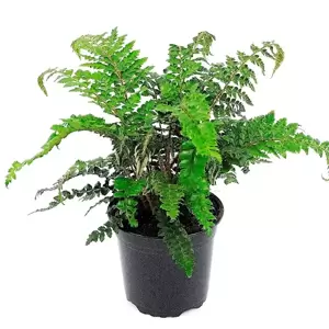 Polystichum polyblepharum 1.5L - image 3