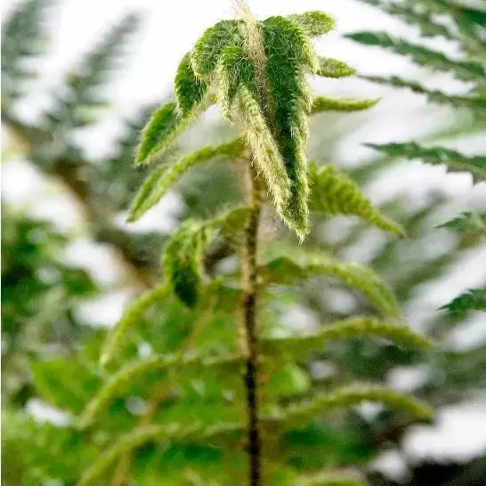 image of Polystichum Polyblepharum 'Jade' 2L
