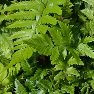 Polystichum rigens 9cm