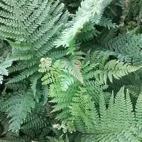 Polystichum setiferum 2L