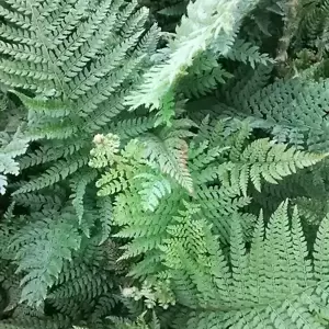 Polystichum setiferum 11cm