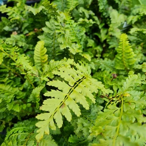 Polystichum setiferum 'Congestum'