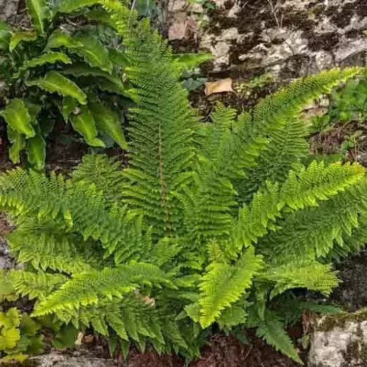 Polystichum setiferum 'Herrenhausen' 5L