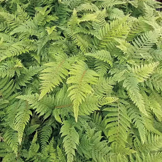 Polystichum setiferum Plumosomultilobum Group 2L - image 2