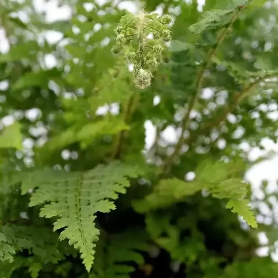 Polystichum setiferum 'Proliferum' 1.5L - image 2