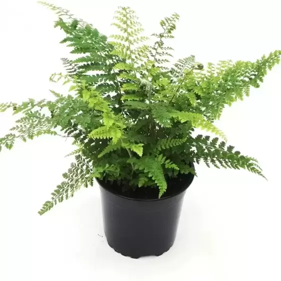 Polystichum setiferum 'Proliferum' 11cm - image 3