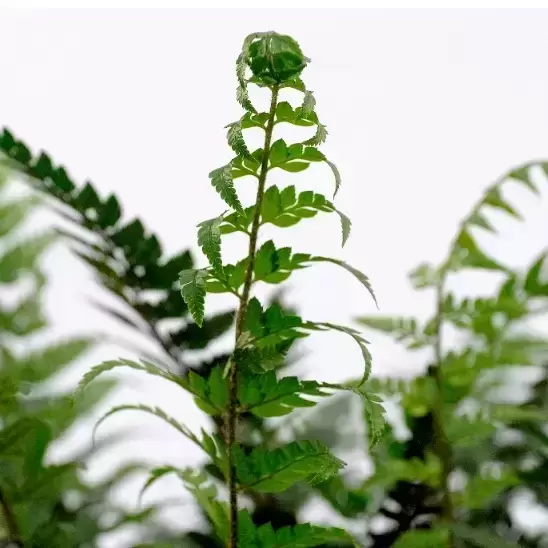 Polystichum tsussimense 2L - image 1