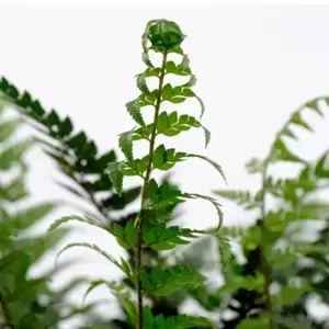 Polystichum tsussimense 3L - image 1