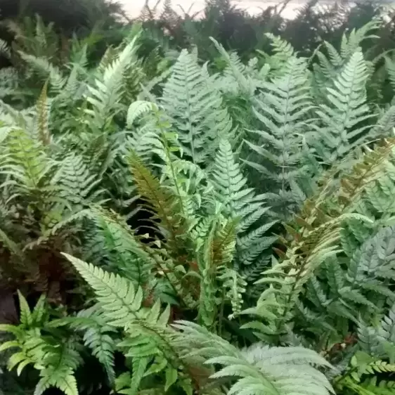 Polystichum tsussimense 1.5L - image 2