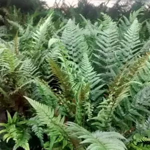 Polystichum tsussimense 2L - image 2