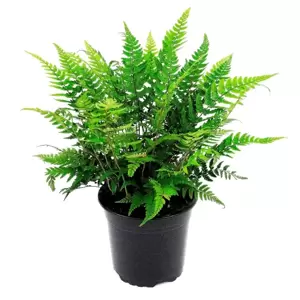 Polystichum tsussimense 1.5L - image 3