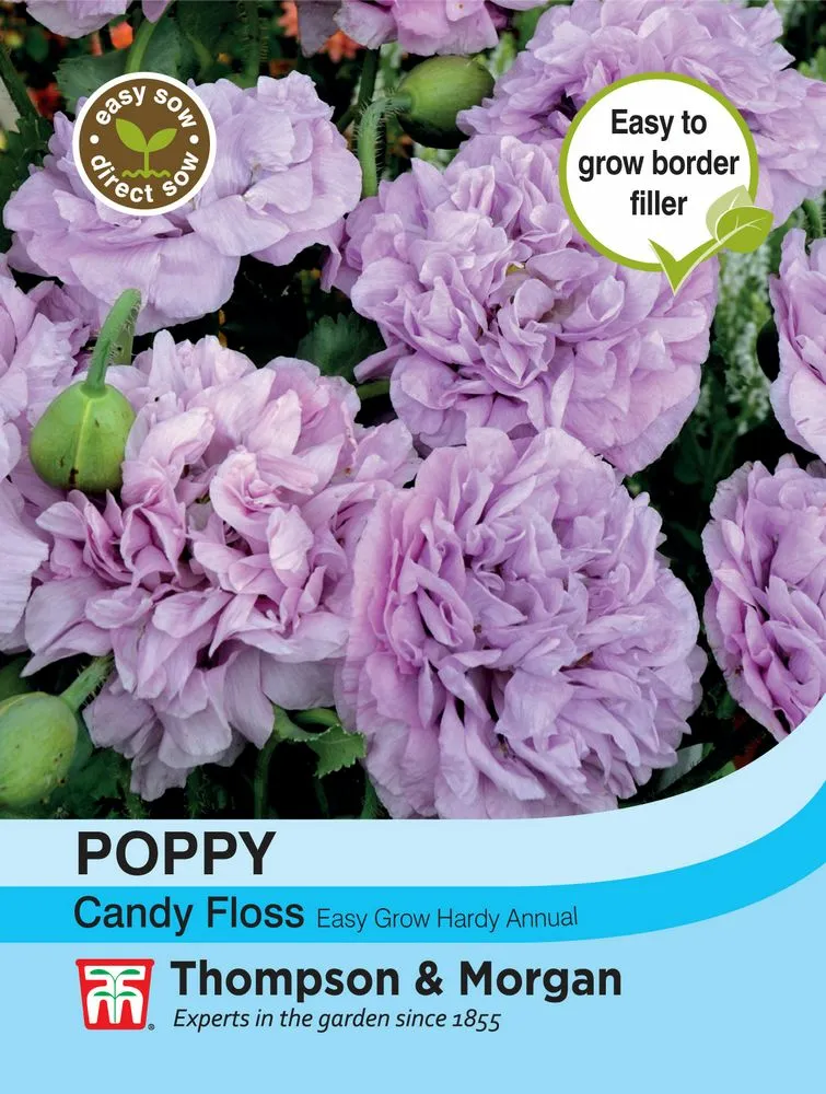 Poppy Candy Floss Cowell's Garden Centre Woolsington