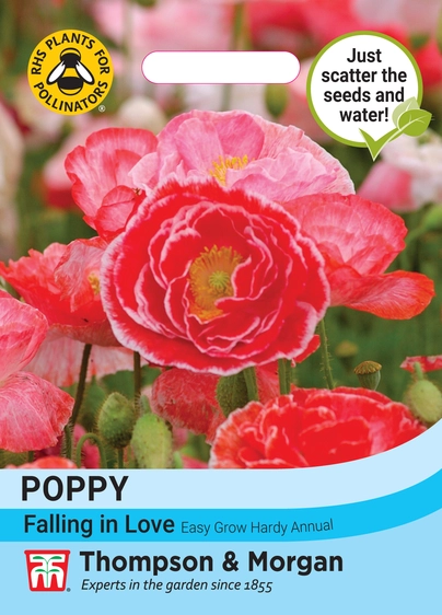 Poppy Falling in Love - image 1