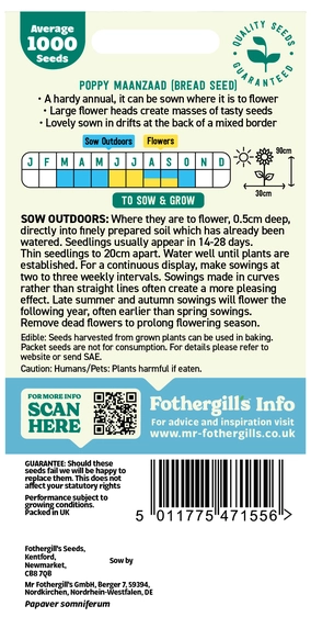 Poppy Maazad (Bread Seed) Seeds - image 2