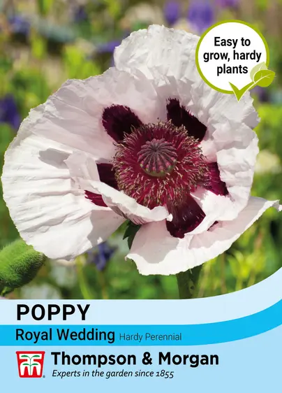 Poppy Royal Wedding - image 1