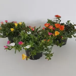 Portulaca 'Carnaval' 12cm - image 2