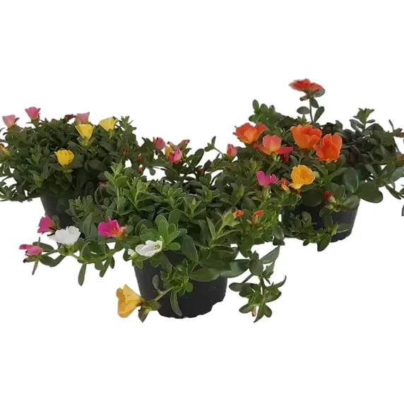 Portulaca 'Carnaval' 1L - image 2