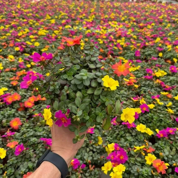 Portulaca 'Carnaval' 1L - image 1