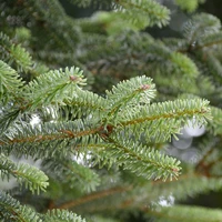 Pot Grown Christmas Trees